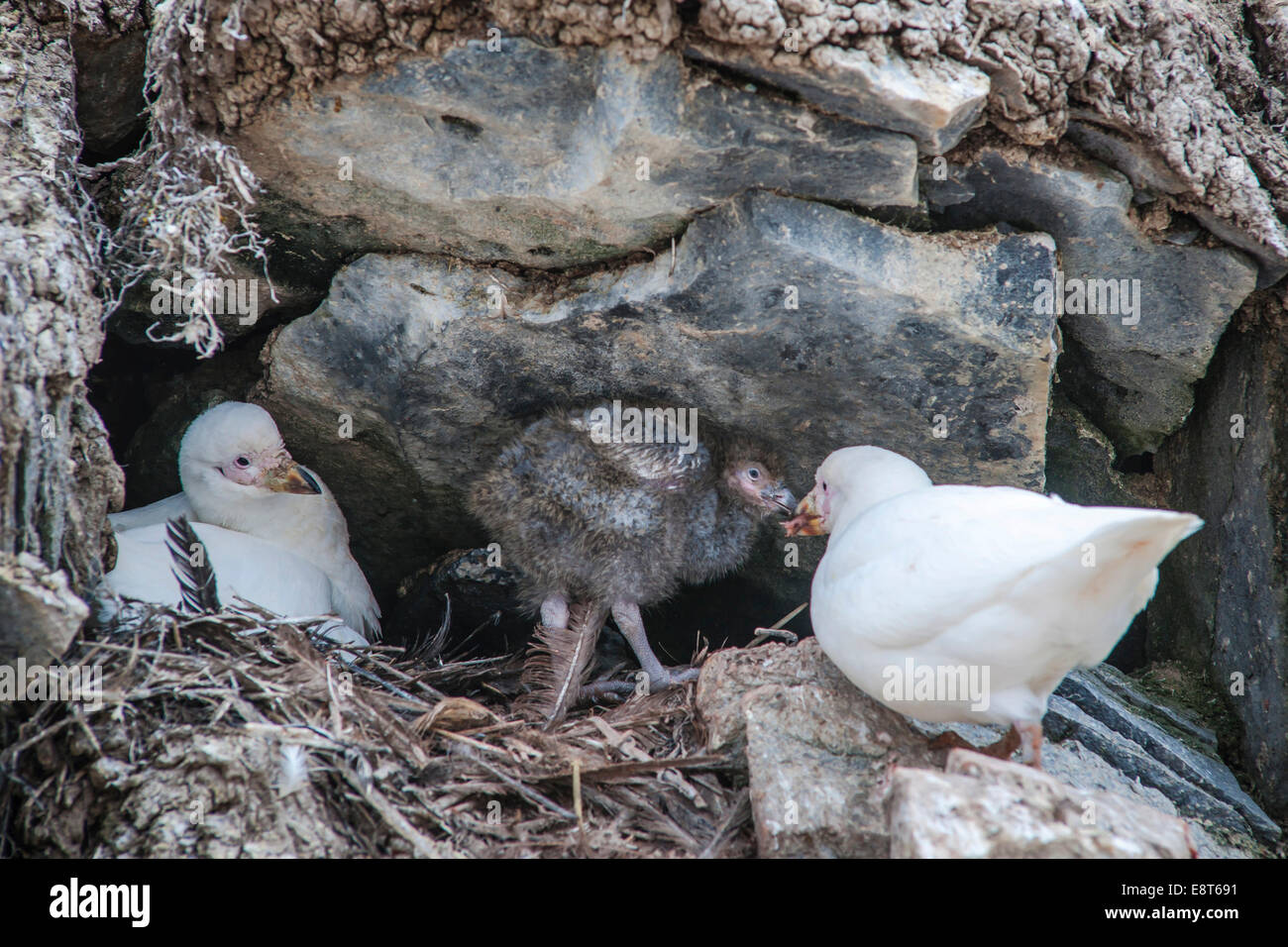 Sheathbill enneigé (Chionis alba), paire d'élevage au nid avec chick, l'île Paulet, Péninsule Antarctique, l'Antarctique Banque D'Images