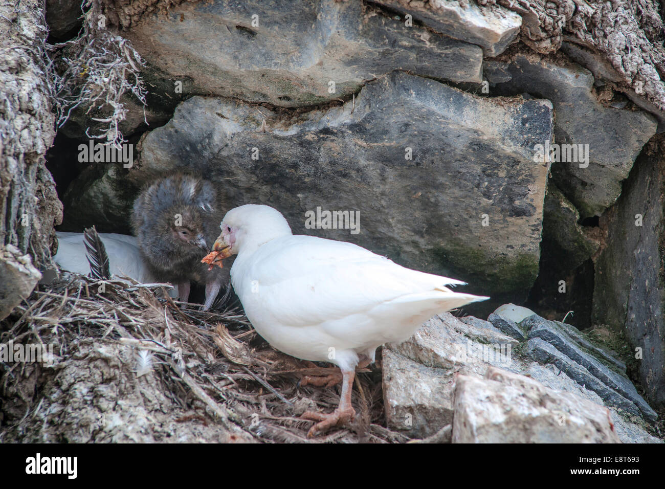 Sheathbill enneigé (Chionis alba), paire d'élevage au nid avec chick, l'île Paulet, Péninsule Antarctique, l'Antarctique Banque D'Images