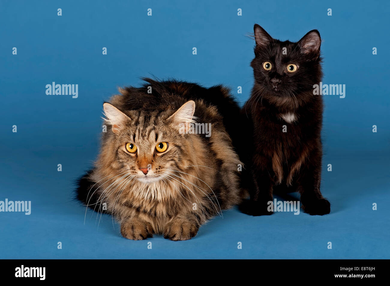 Deux chats des forêts de Sibérie Banque D'Images