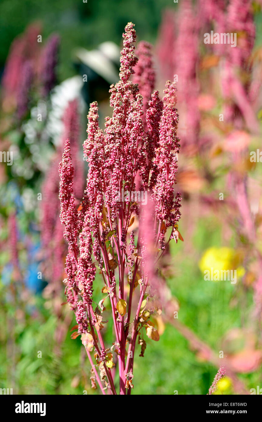 Le quinoa (Chenopodium quinoa) croissant sur un champ, Quivilla, Huanuco, Pérou Province Banque D'Images