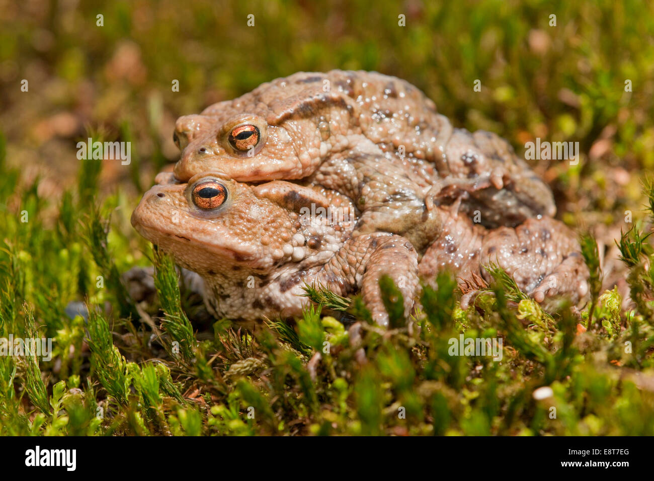 Le crapaud commun (Bufo bufo), l'accouplement, homme de fer d'une femelle, l'amplexus, Thuringe, Allemagne Banque D'Images