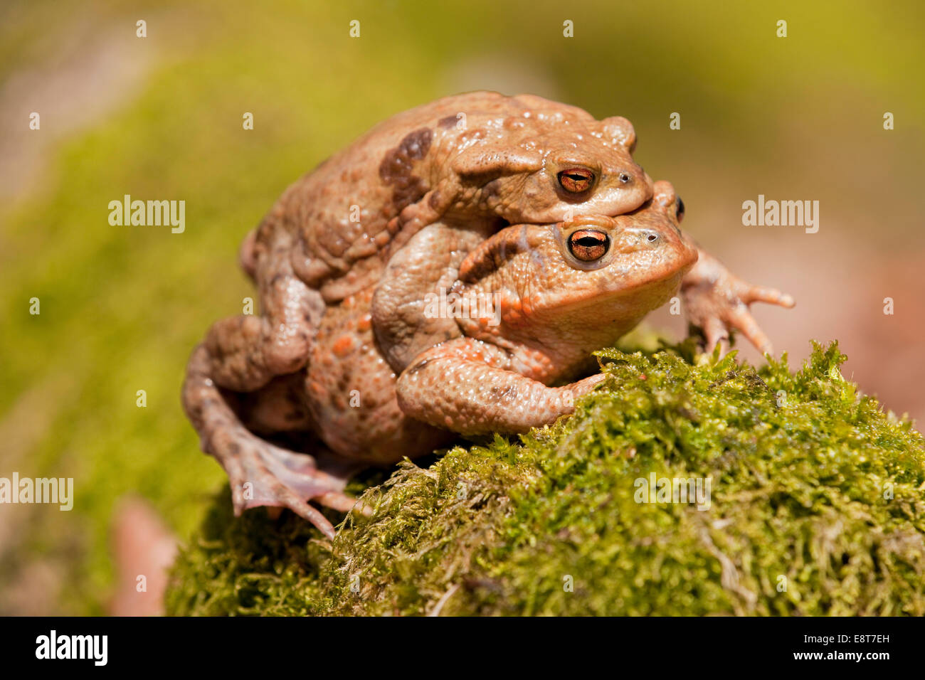 Le crapaud commun (Bufo bufo), l'accouplement, homme de fer d'une femelle, l'amplexus, Thuringe, Allemagne Banque D'Images