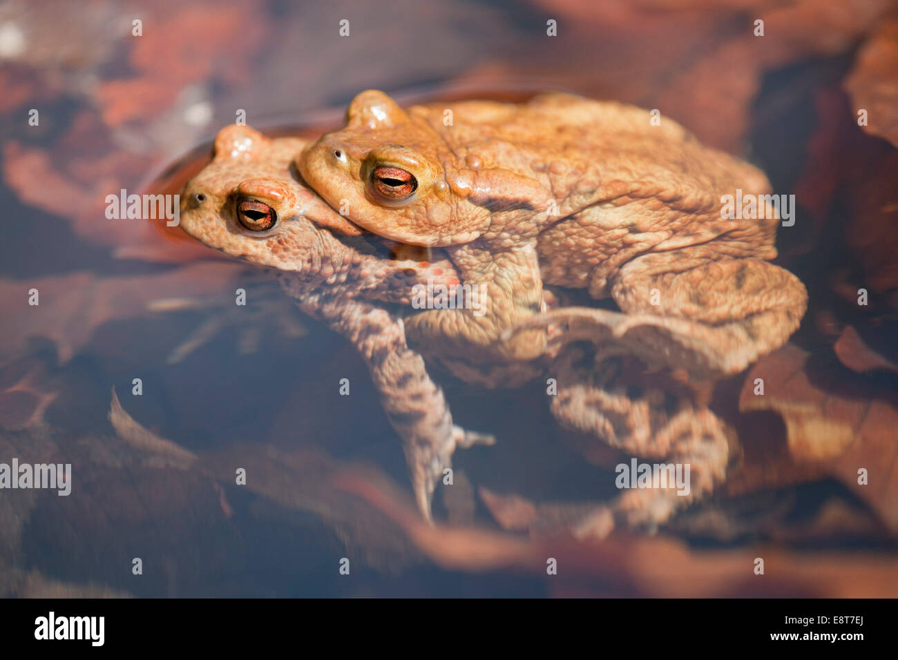 Le crapaud commun (Bufo bufo), l'accouplement, homme de fer d'une femelle, l'amplexus, Thuringe, Allemagne Banque D'Images