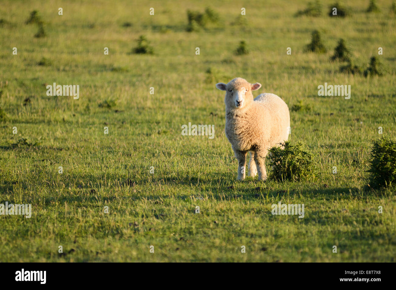 Les moutons au pâturage, Nouvelle-Zélande Banque D'Images