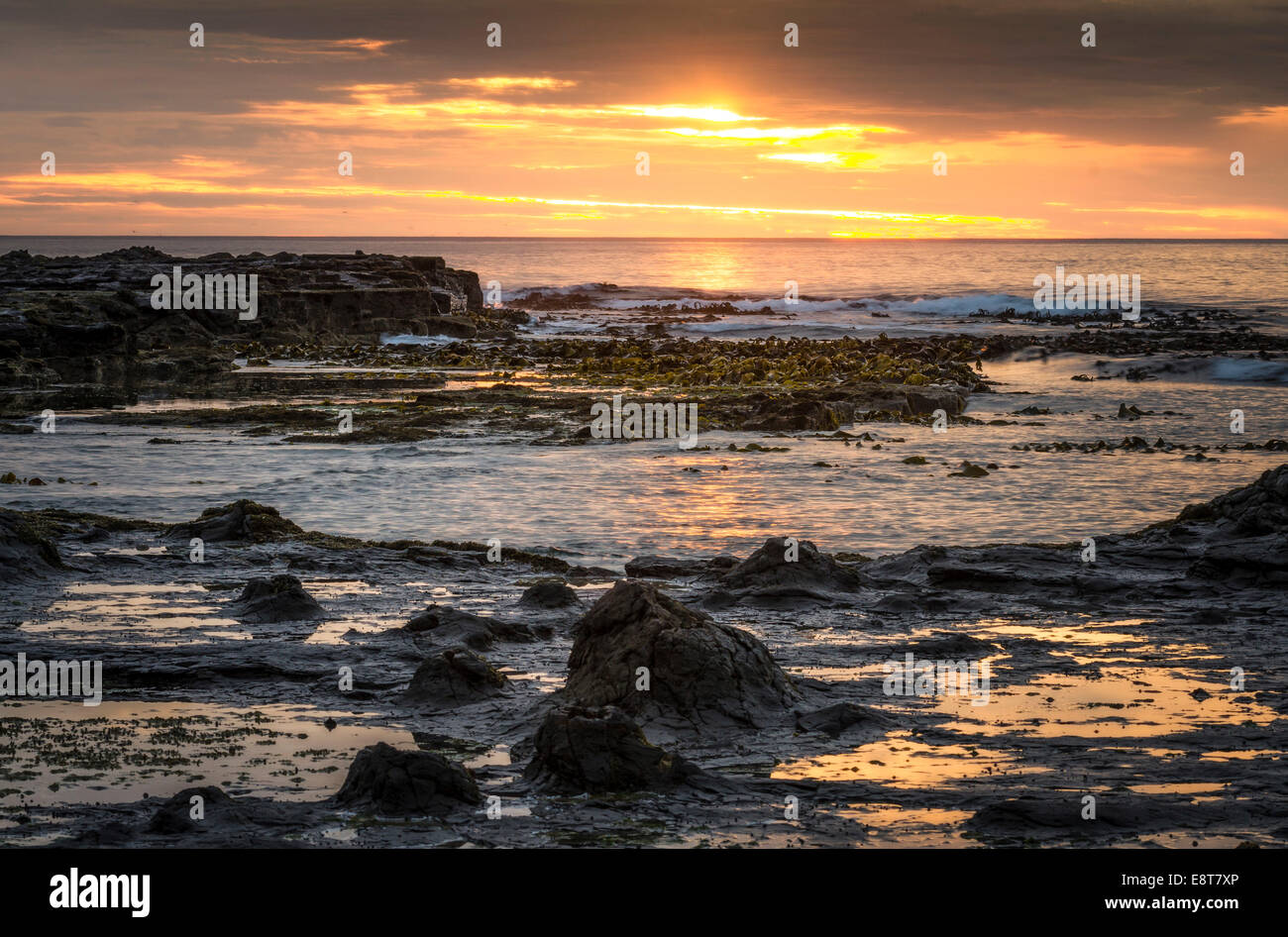 Paysage avec le coucher du soleil sur la côte rocheuse, Curio Bay, la Catlins, île du Sud, Nouvelle-Zélande Banque D'Images