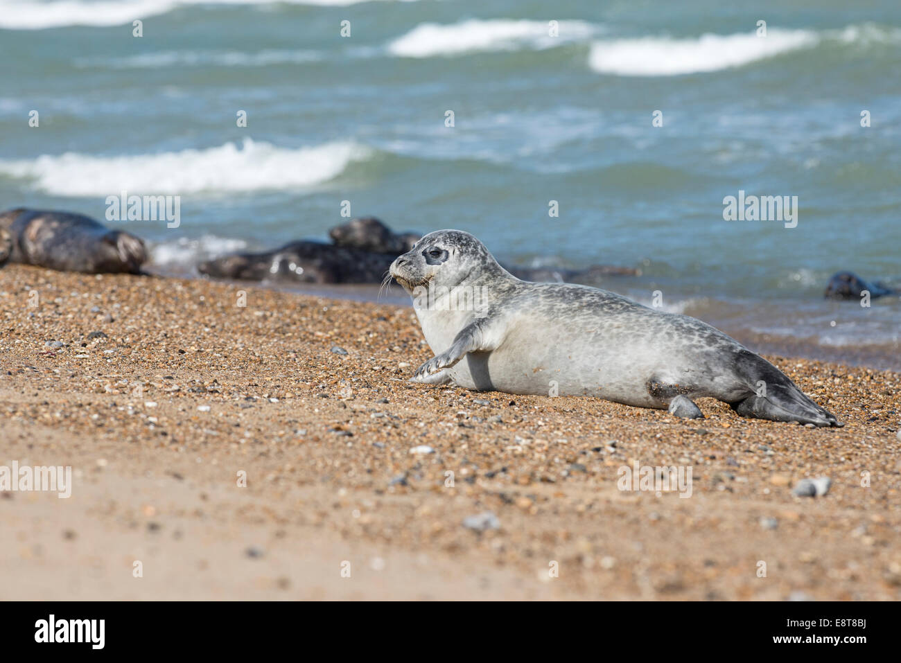 Ou commun Phoque commun (Phoca vitulina) Banque D'Images