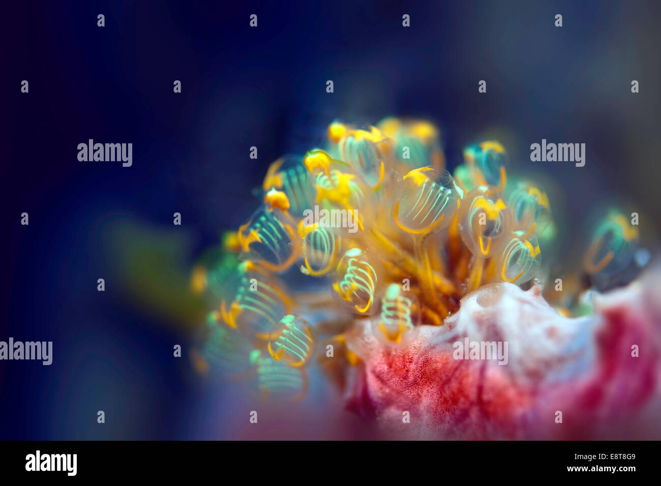 Ascidie Sea Squirt (Pycnoclavella detorta), dans le sud de Leyte, Philippines Banque D'Images