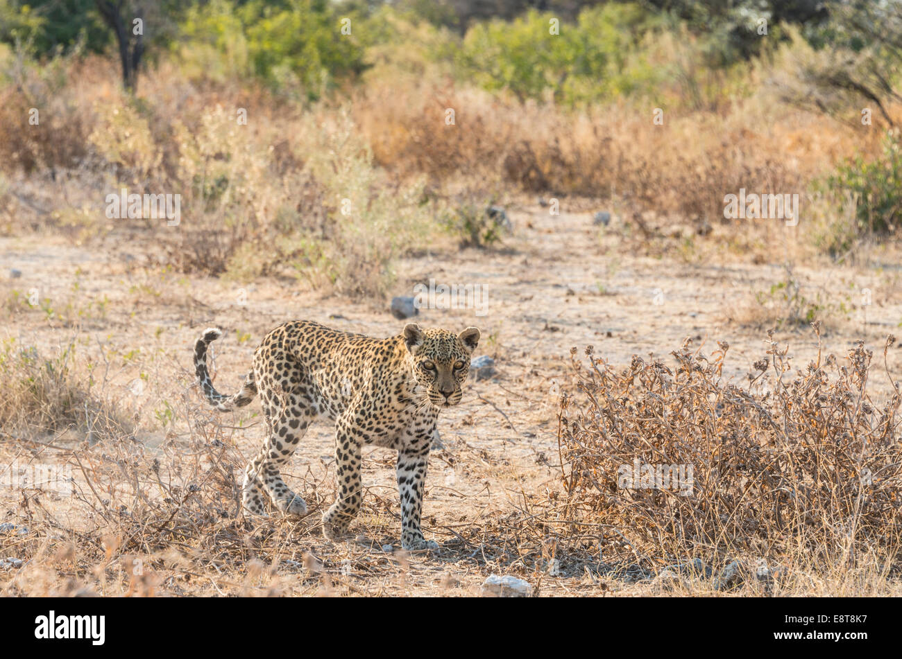 Leopard (Panthera pardus), Etosha National Park, Namibie Banque D'Images
