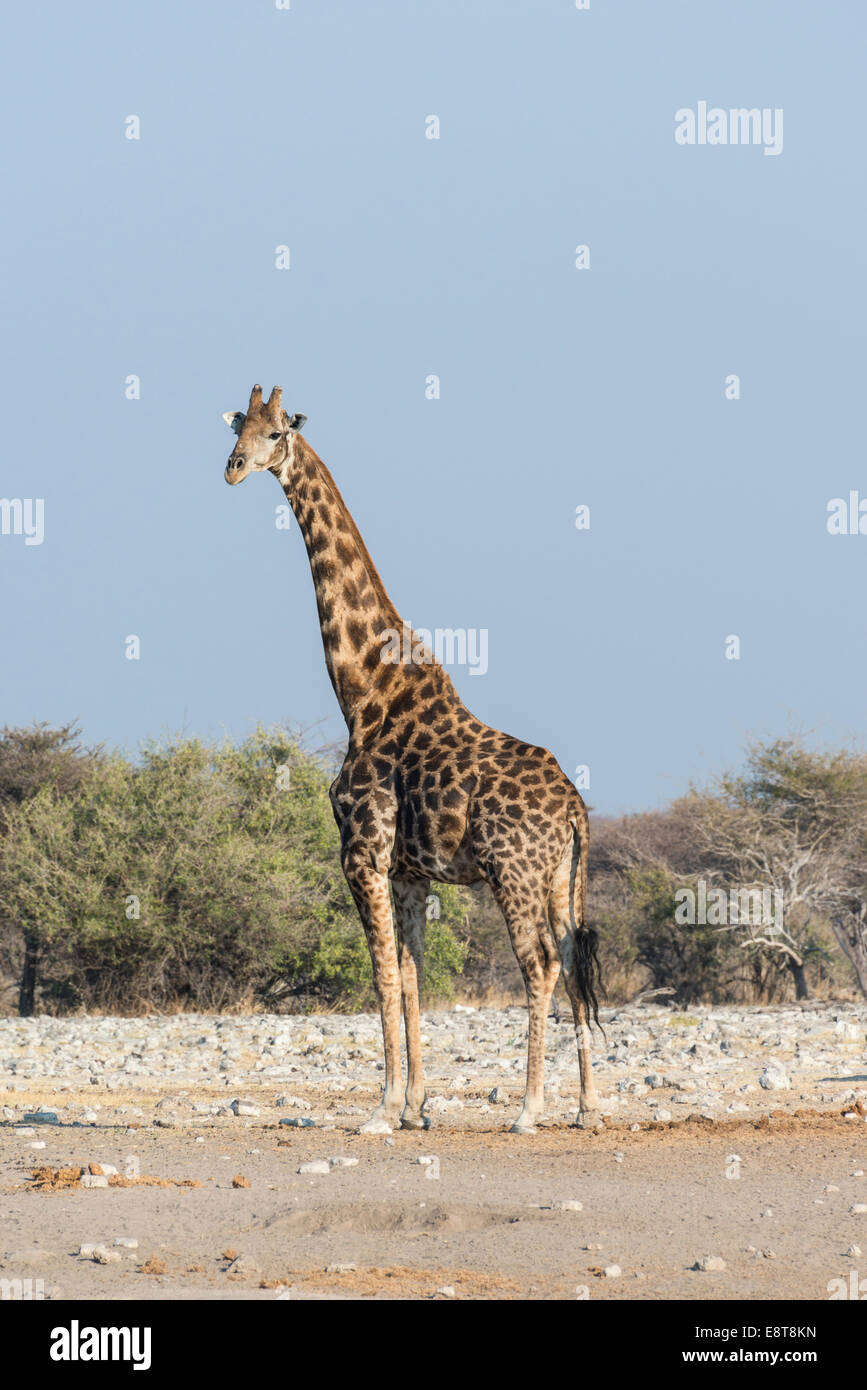 Girafe (Giraffa camelopardis), près de l'étang de Chudop, Etosha National Park, Namibie Banque D'Images