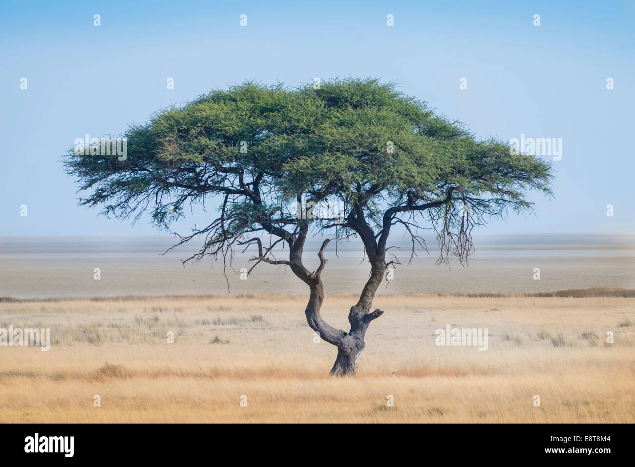 Umbrella Thorn (Acacia tortilis), l'arbre en face de l'Etosha, Etosha National Park, Namibie Banque D'Images