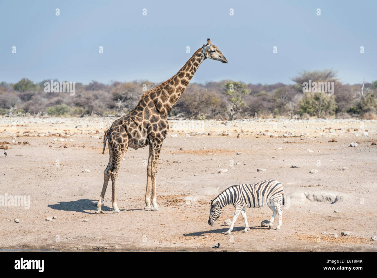 Girafe (Giraffa camelopardis) et le zèbre de Burchell (Equus quagga burchelli) Chudop, trou d'eau, Etosha National Park, Namibie Banque D'Images