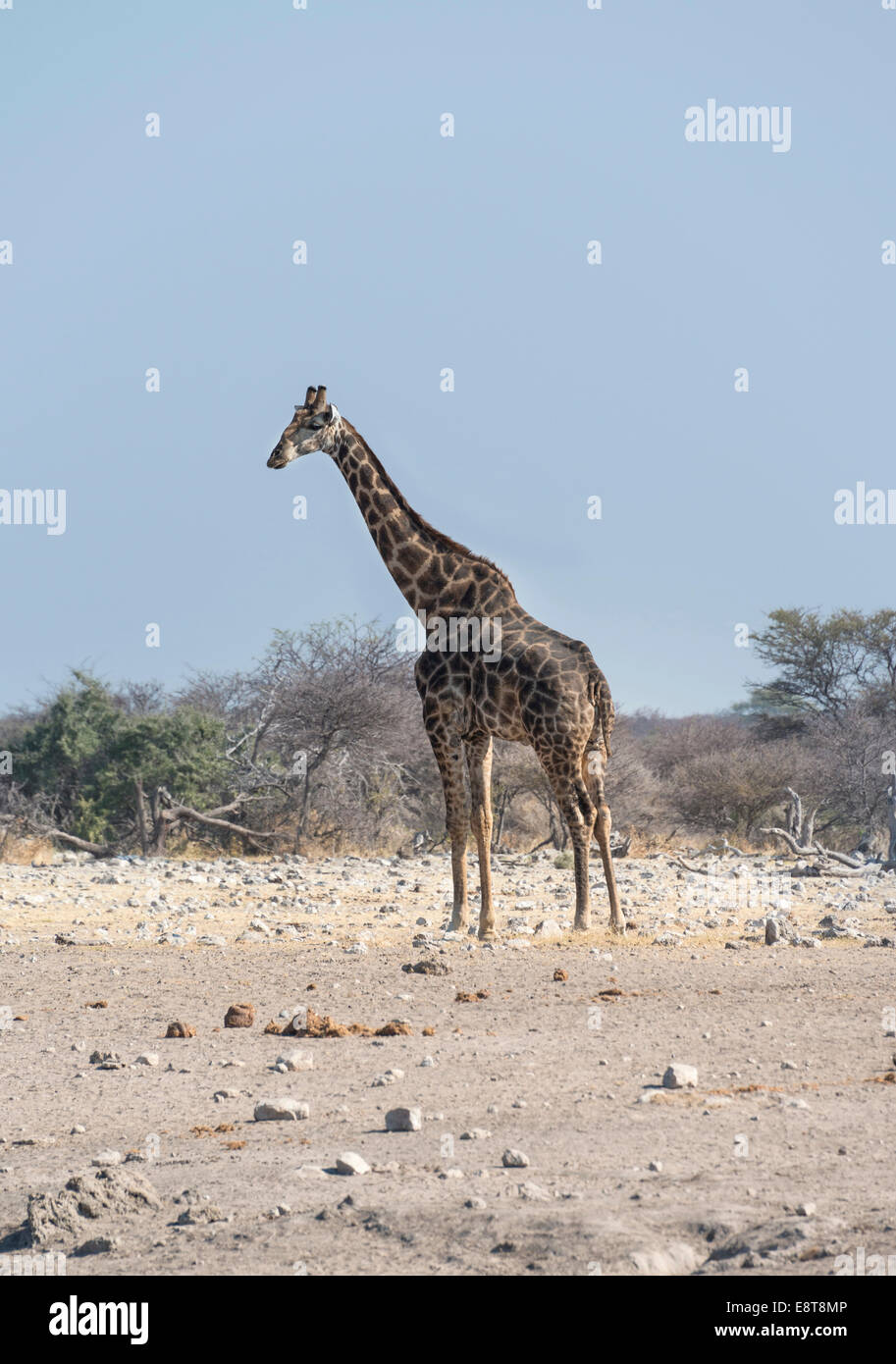 Girafe (Giraffa camelopardis) Chudop, trou d'eau, Etosha National Park, Namibie Banque D'Images