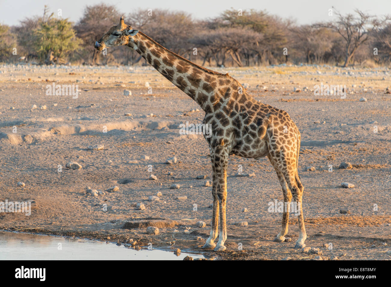 Girafe (Giraffa camelopardis) à l'eau, points d'Chudop, Etosha National Park, Namibie Banque D'Images