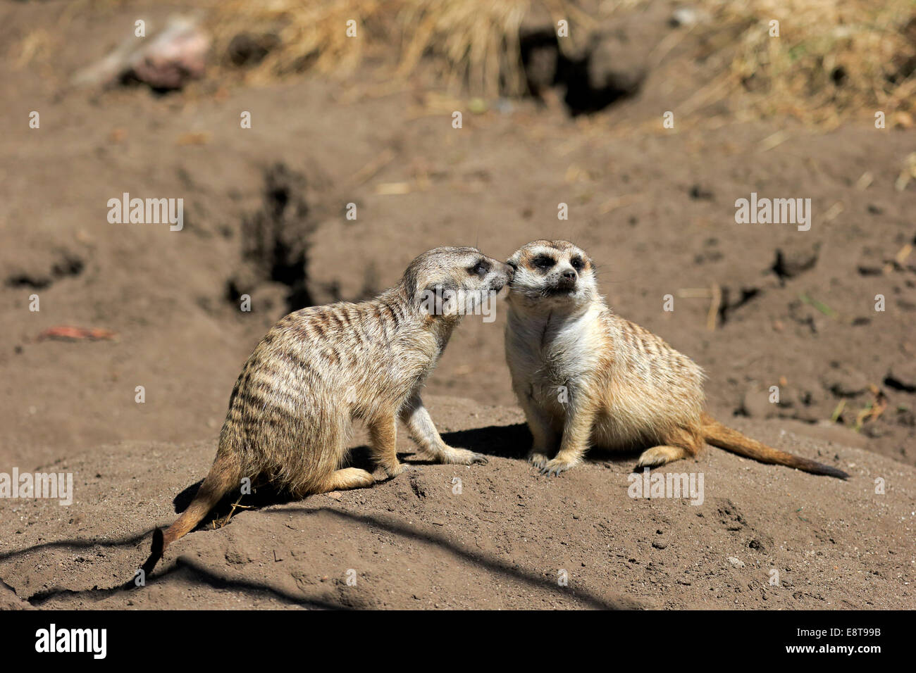 Les suricates (Suricata suricatta), paire, le comportement social, le petit Karoo, Western Cape, Afrique du Sud Banque D'Images