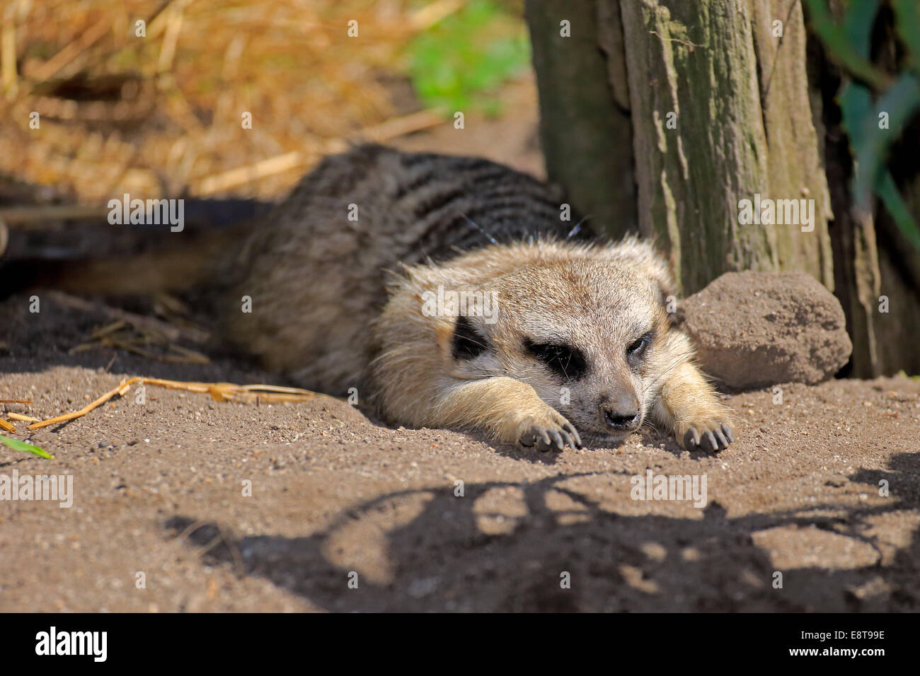 Meerkat (Suricata suricatta), adulte, au repos Petit Karoo, Western Cape, Afrique du Sud Banque D'Images