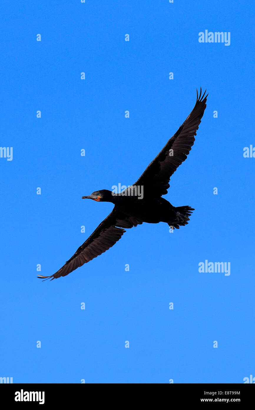 Cape Cormorant (Phalacrocorax capensis), en vol, Betty's Bay, Western Cape, Afrique du Sud Banque D'Images