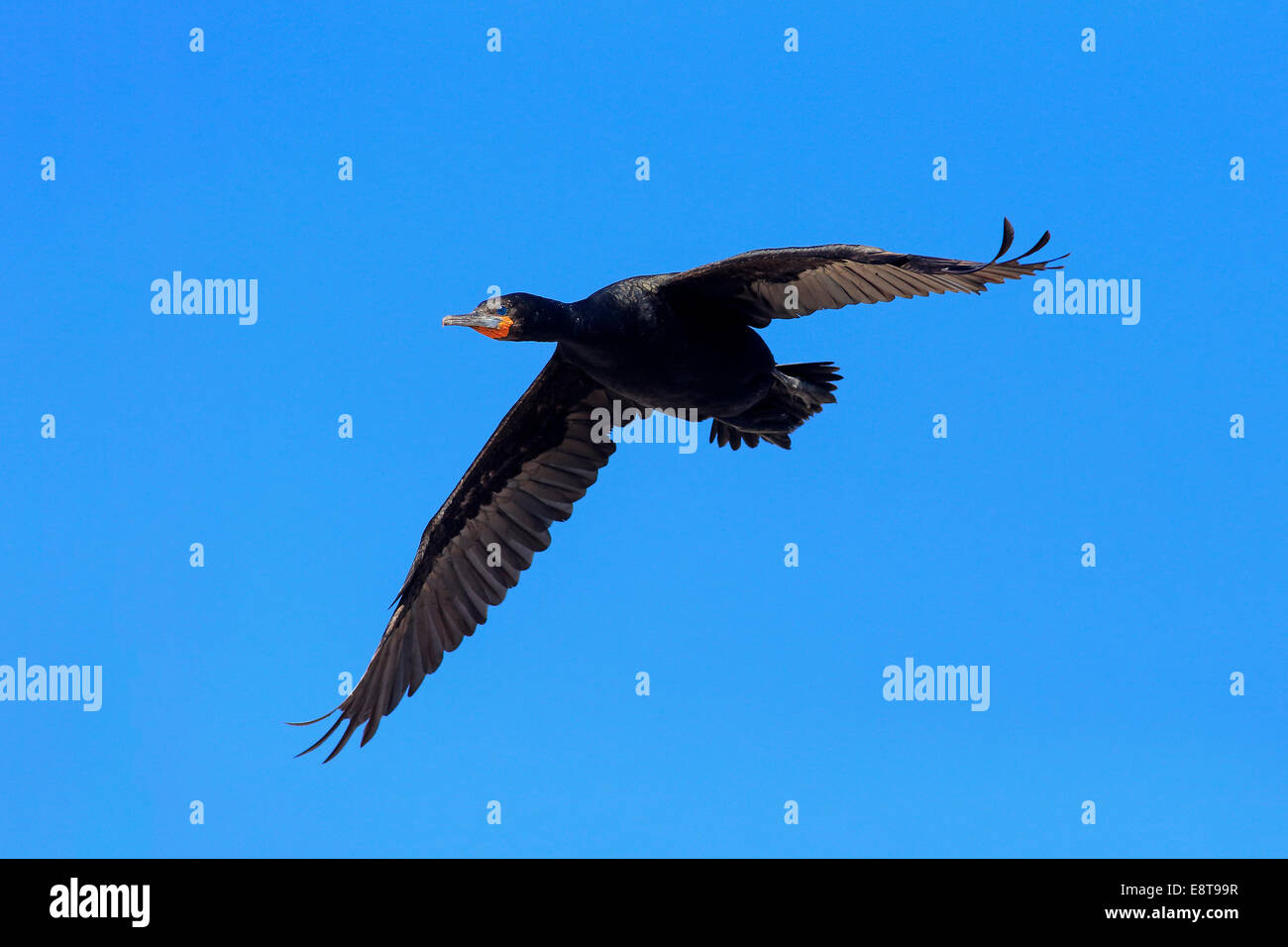 Cape Cormorant (Phalacrocorax capensis), en vol, Betty's Bay, Western Cape, Afrique du Sud Banque D'Images