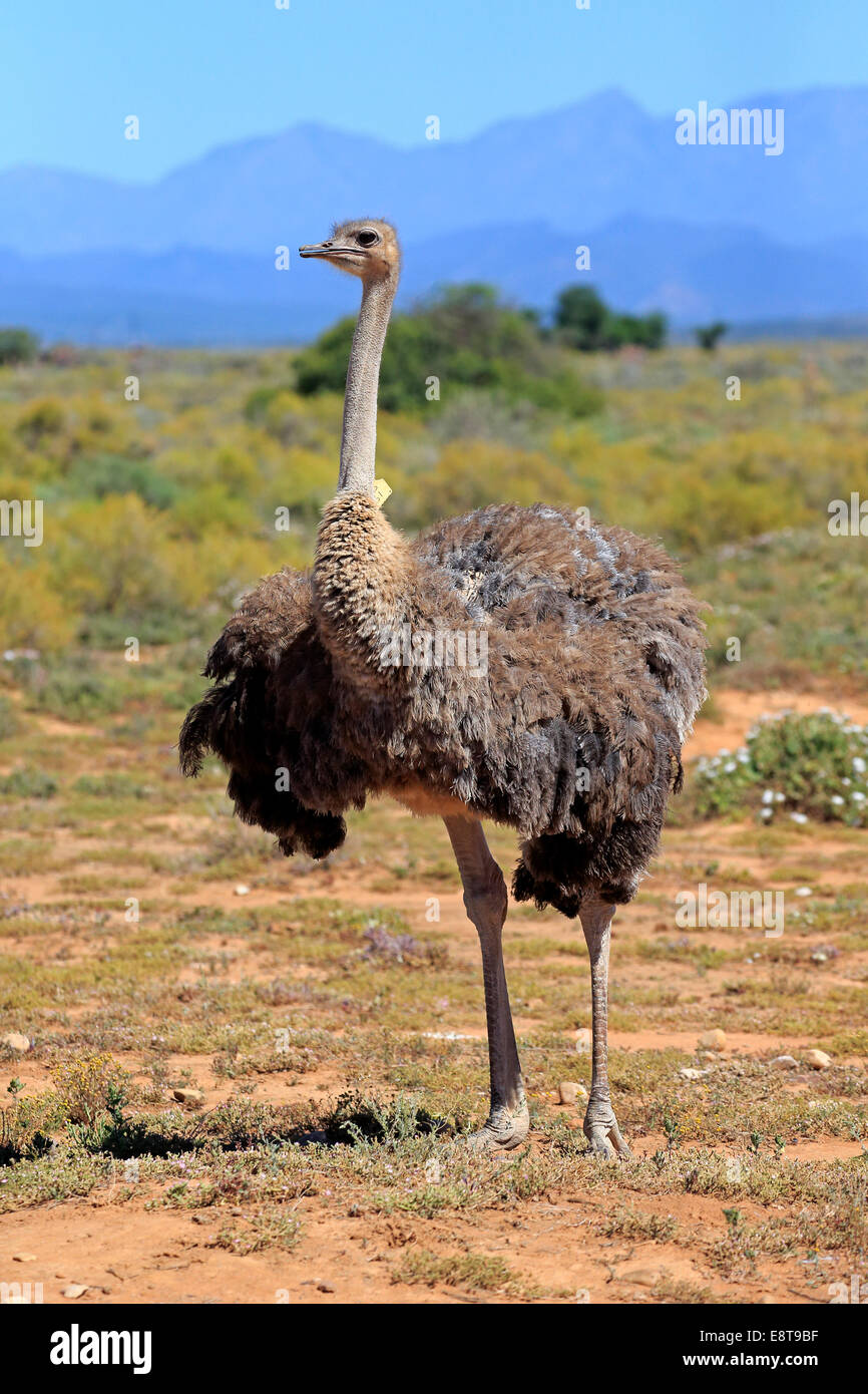 Le sud de l'Autruche (Struthio camelus australis), femelle adulte, petit Karoo, Western Cape, Afrique du Sud Banque D'Images