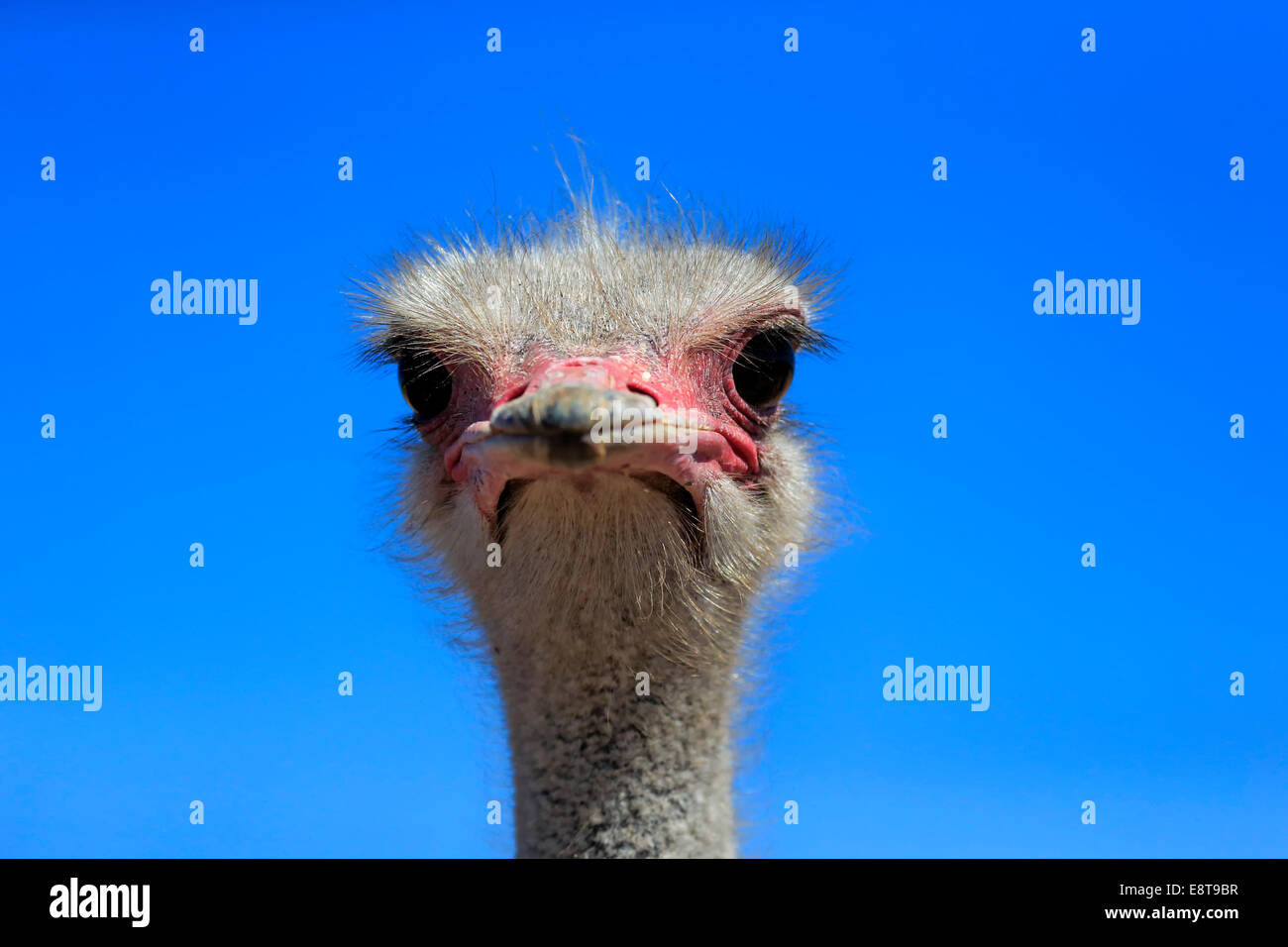 Le sud de l'Autruche (Struthio camelus australis), mâle adulte, portrait, Petit Karoo, Western Cape, Afrique du Sud Banque D'Images