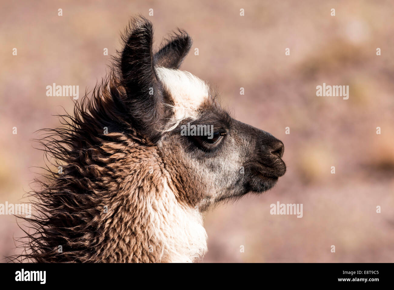 Le lama (Lama glama), Désert d'Atacama, Chili Banque D'Images