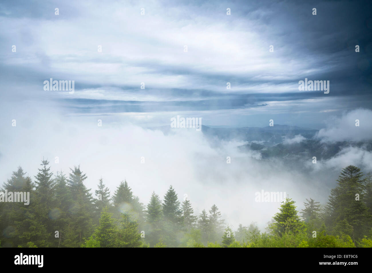 Atmosphère orageuse avec brouillard après de fortes précipitations sur la montagne Schliffkopf, Forêt-Noire, Bade-Wurtemberg, Allemagne Banque D'Images