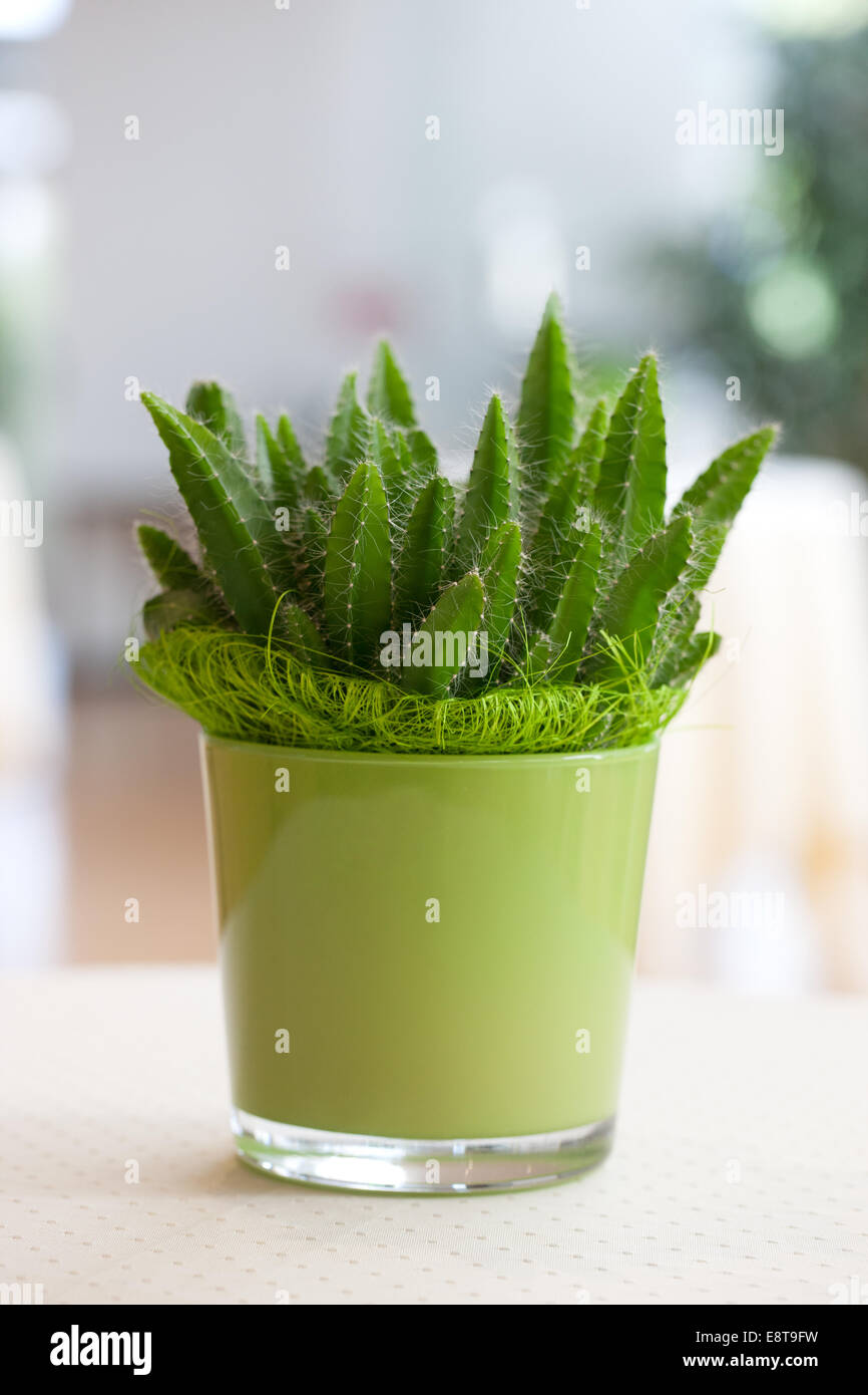 Cactus Banque D'Images