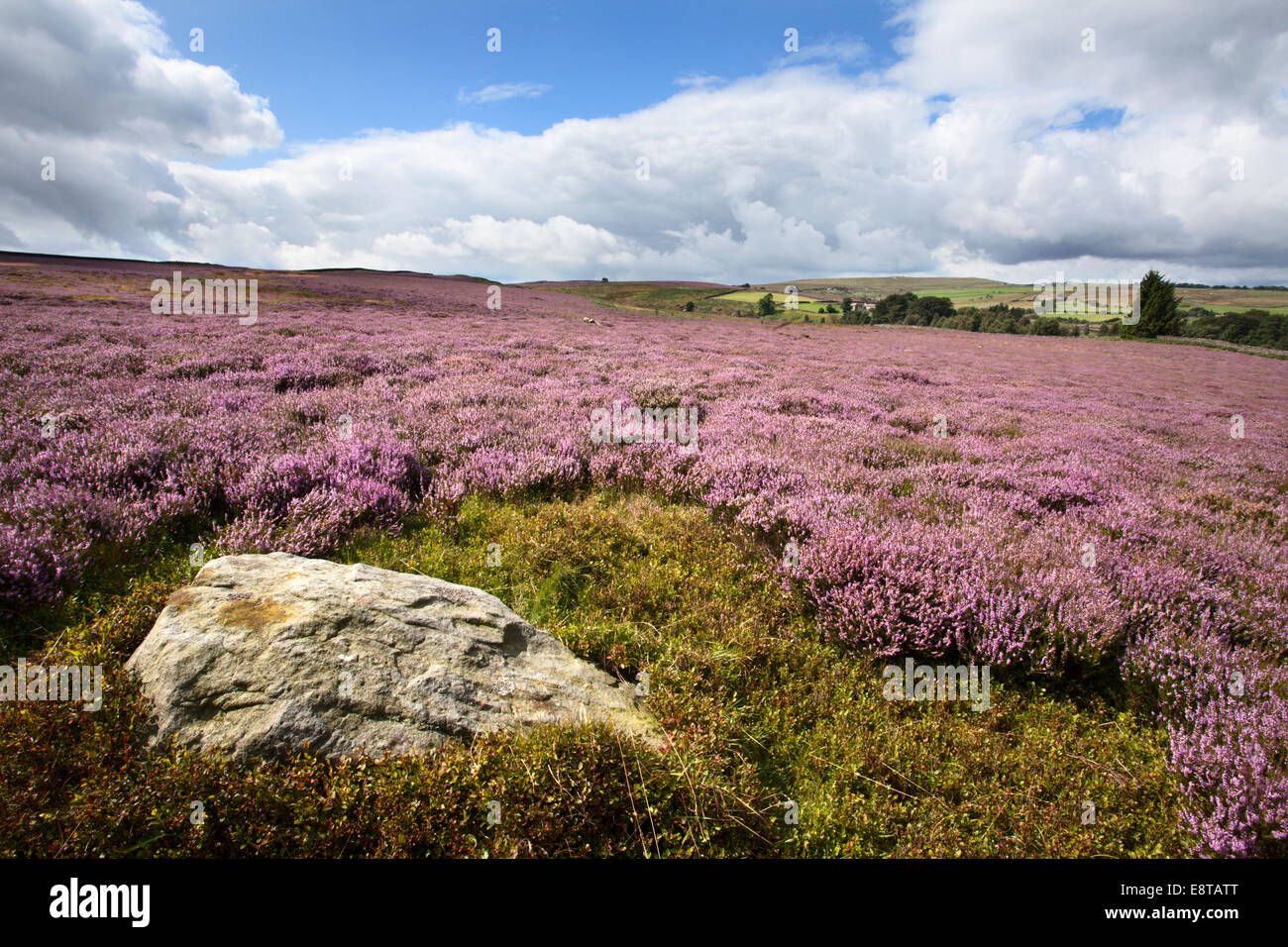 Rock et Heather sur Néant Moor près de Yorkshire Angleterre Nidderdale Campsites Canet-en-Roussillon Banque D'Images