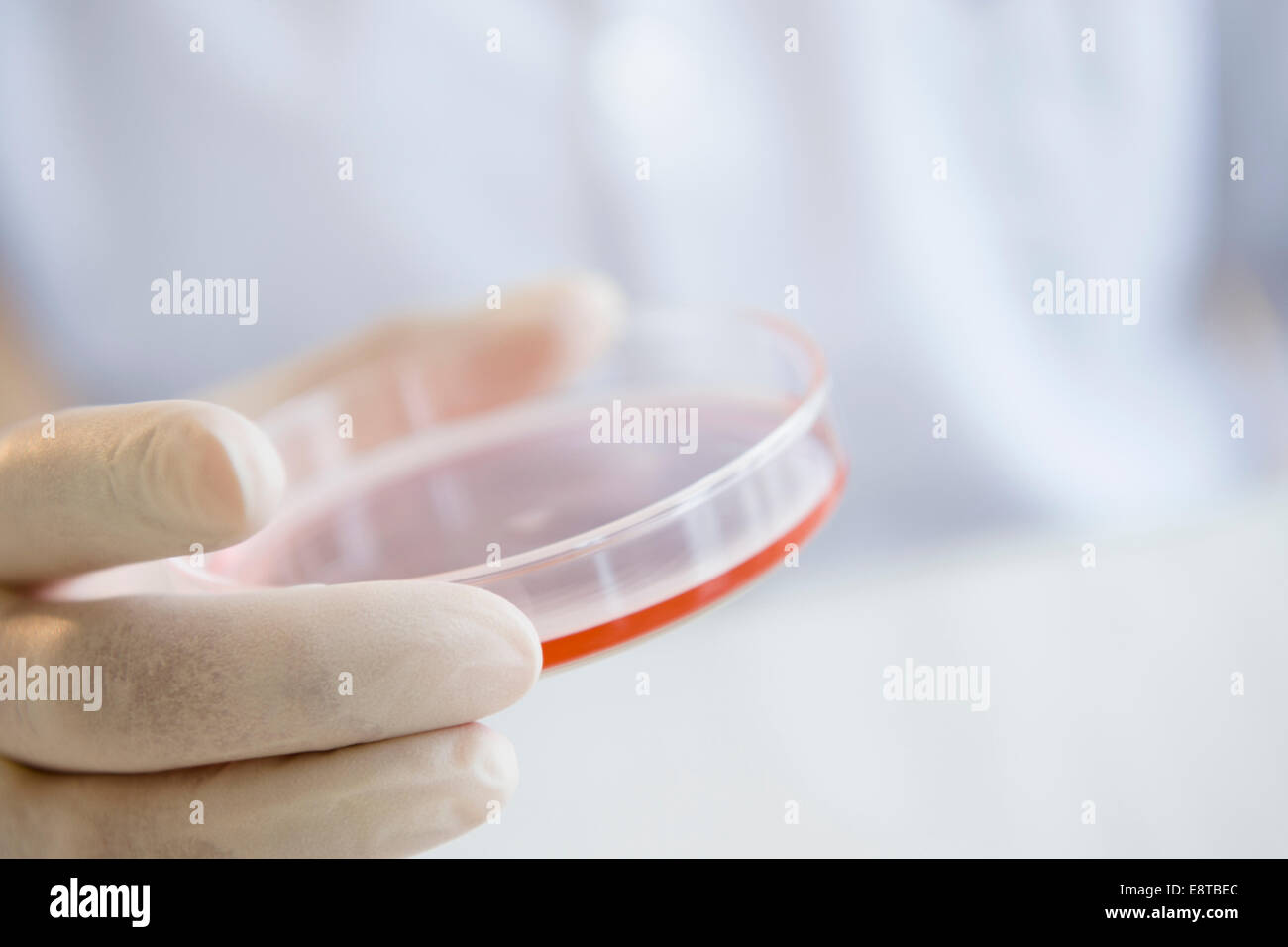 Close up of mixed race scientist holding Petri dish Banque D'Images