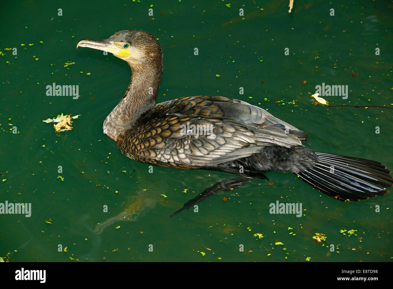 European Grand Cormoran (Phalacrocorax carbo carbo) natation Banque D'Images