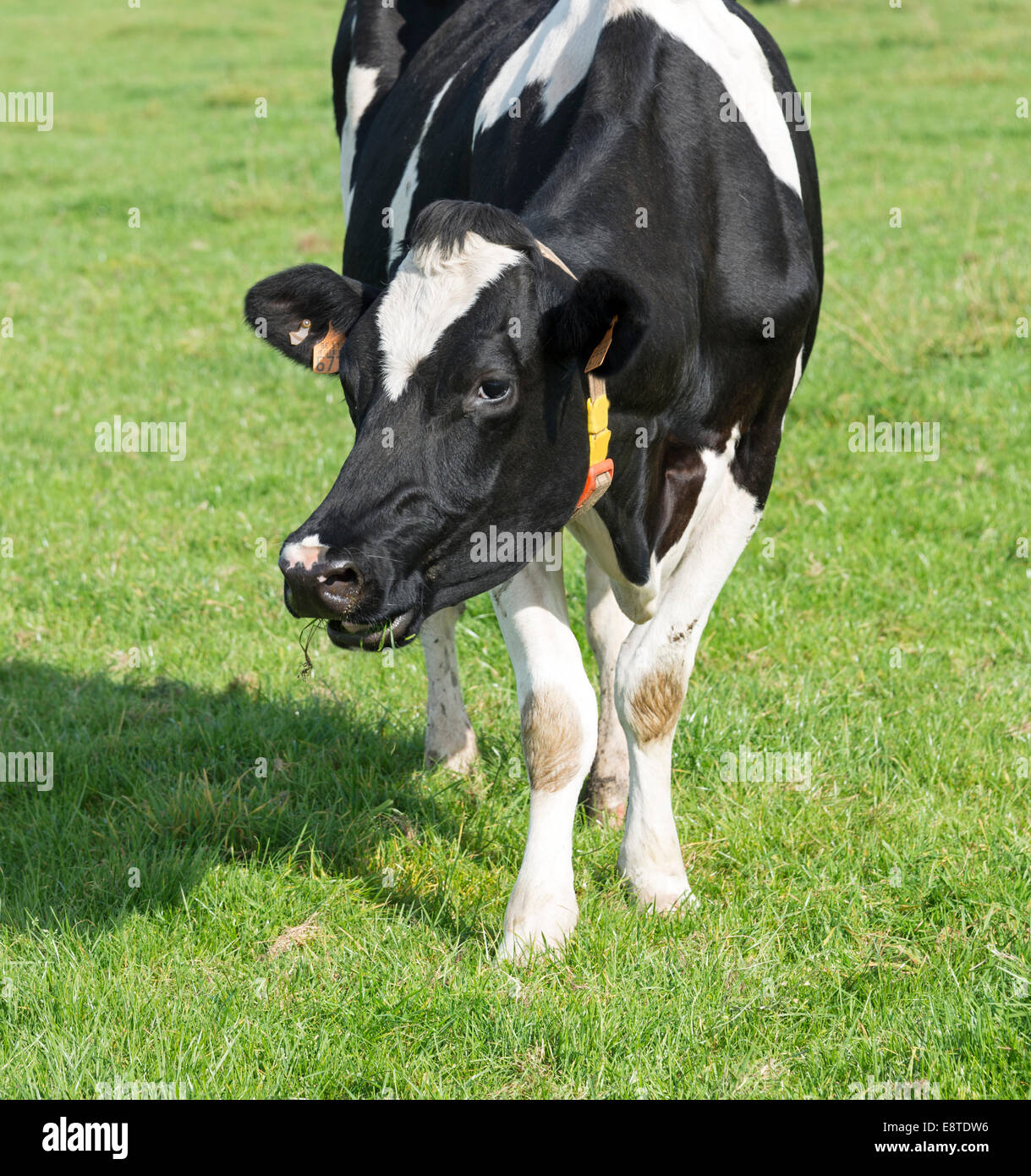 Tête de vache noir et blanc à la recherche de l'appareil photo Banque D'Images