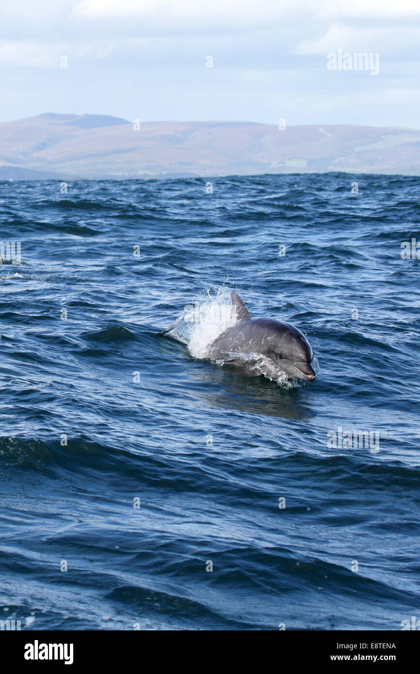 Grand dauphin de l'Indo-Pacifique (Tursiops aduncus) Nager dans l'océan près de Dyer Island avant la côte sud de l'Italie, Banque D'Images