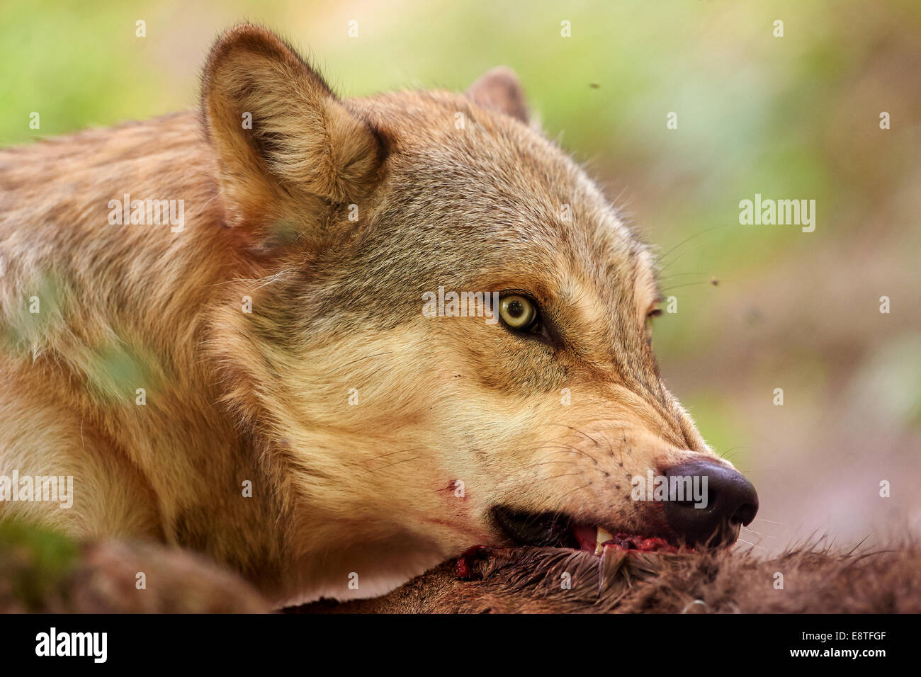 Le loup gris ou loup gris (Canis lupus) se nourrissent d'un kill Banque D'Images