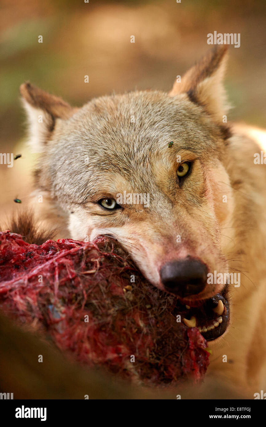 Le loup gris ou loup gris (Canis lupus) se nourrissent d'un kill Banque D'Images