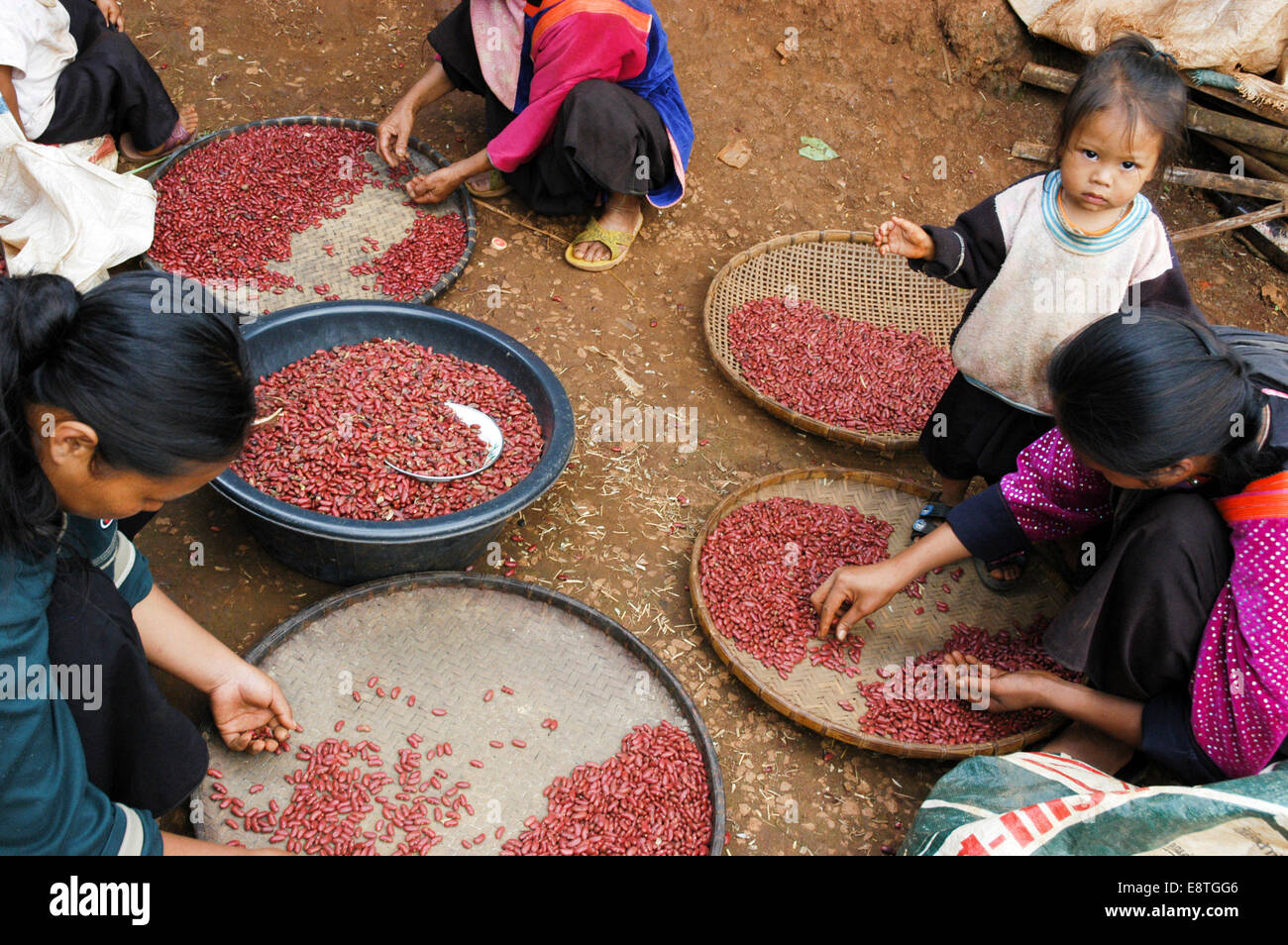 Les femmes paysannes faire le tri des haricots dans un village local au Cambodge pendant que les enfants jouent autour d'eux Banque D'Images