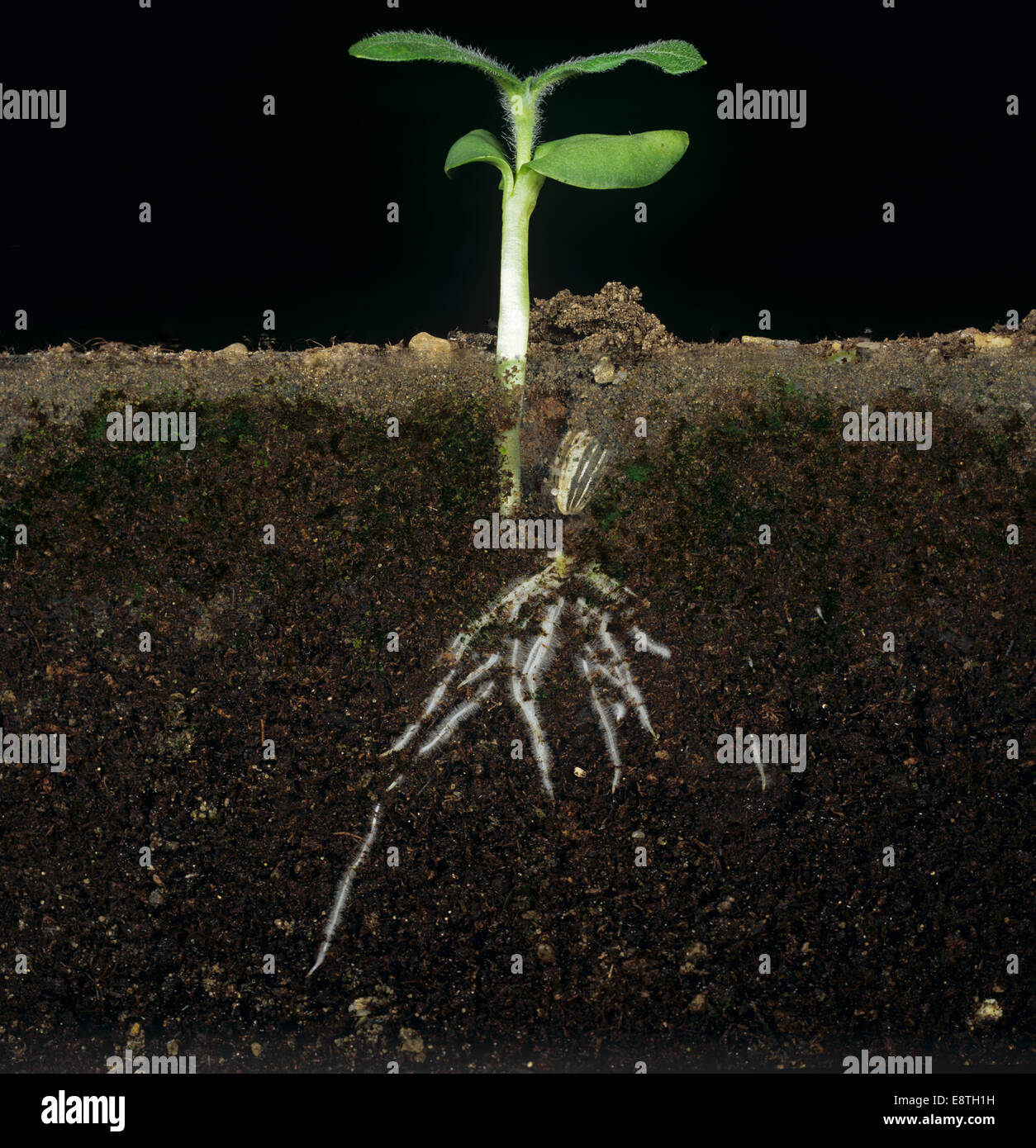 Tournesol des semis dans un réservoir de verre géminées de montrer le développement des racines de la semence dans le sol et les deux cotylédons et premier tr Banque D'Images
