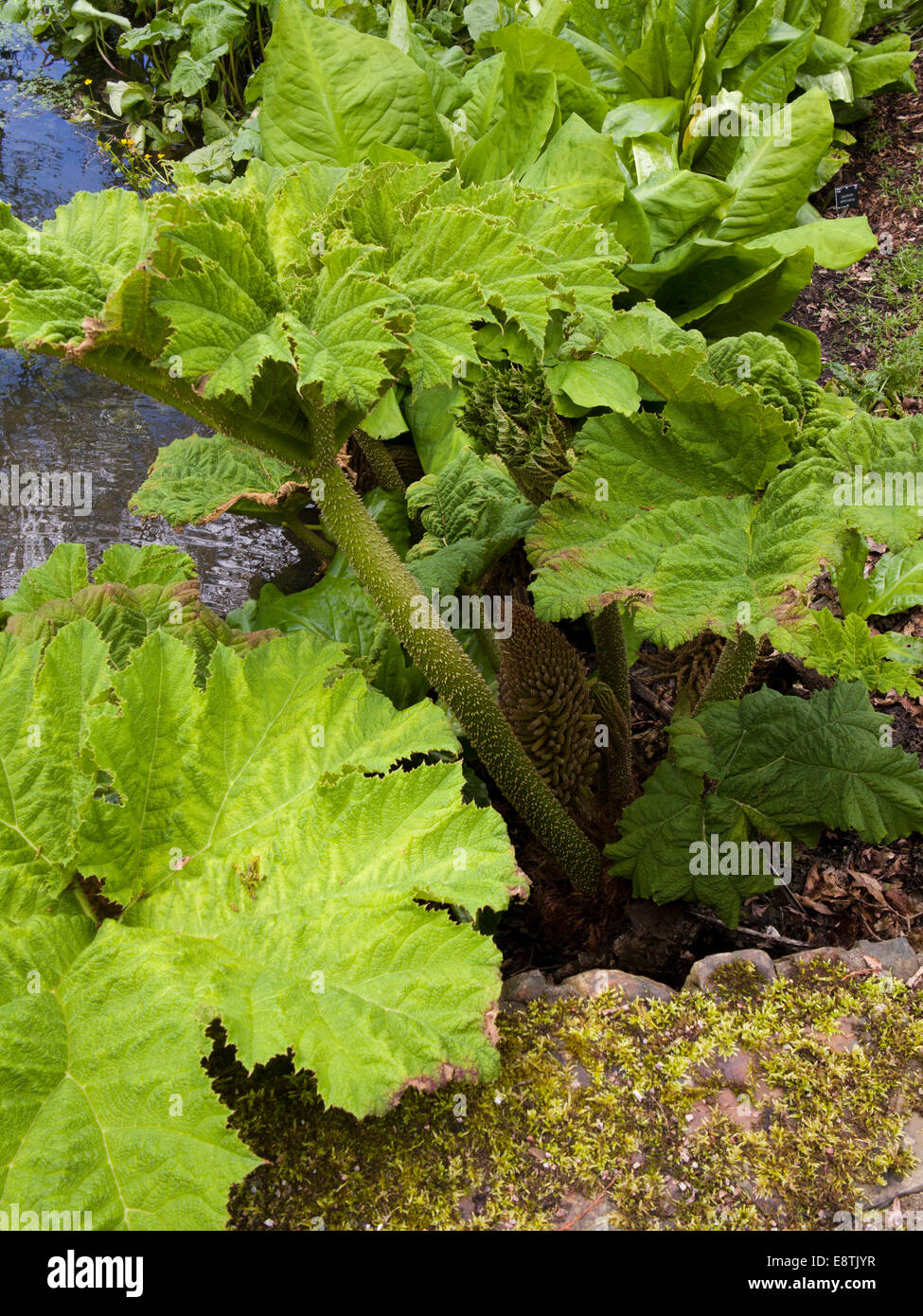 Royaume-uni, Angleterre, Devon Great Torrington, RHS Rosemoor jardins, jardin d'eau, Gunnera manicata Banque D'Images
