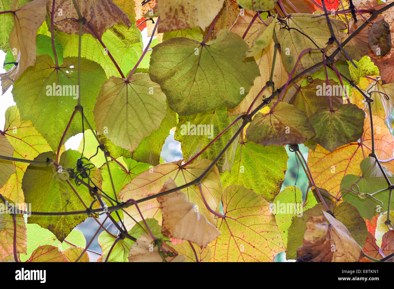 Les feuilles colorés sur une journée ensoleillée d'automne Banque D'Images
