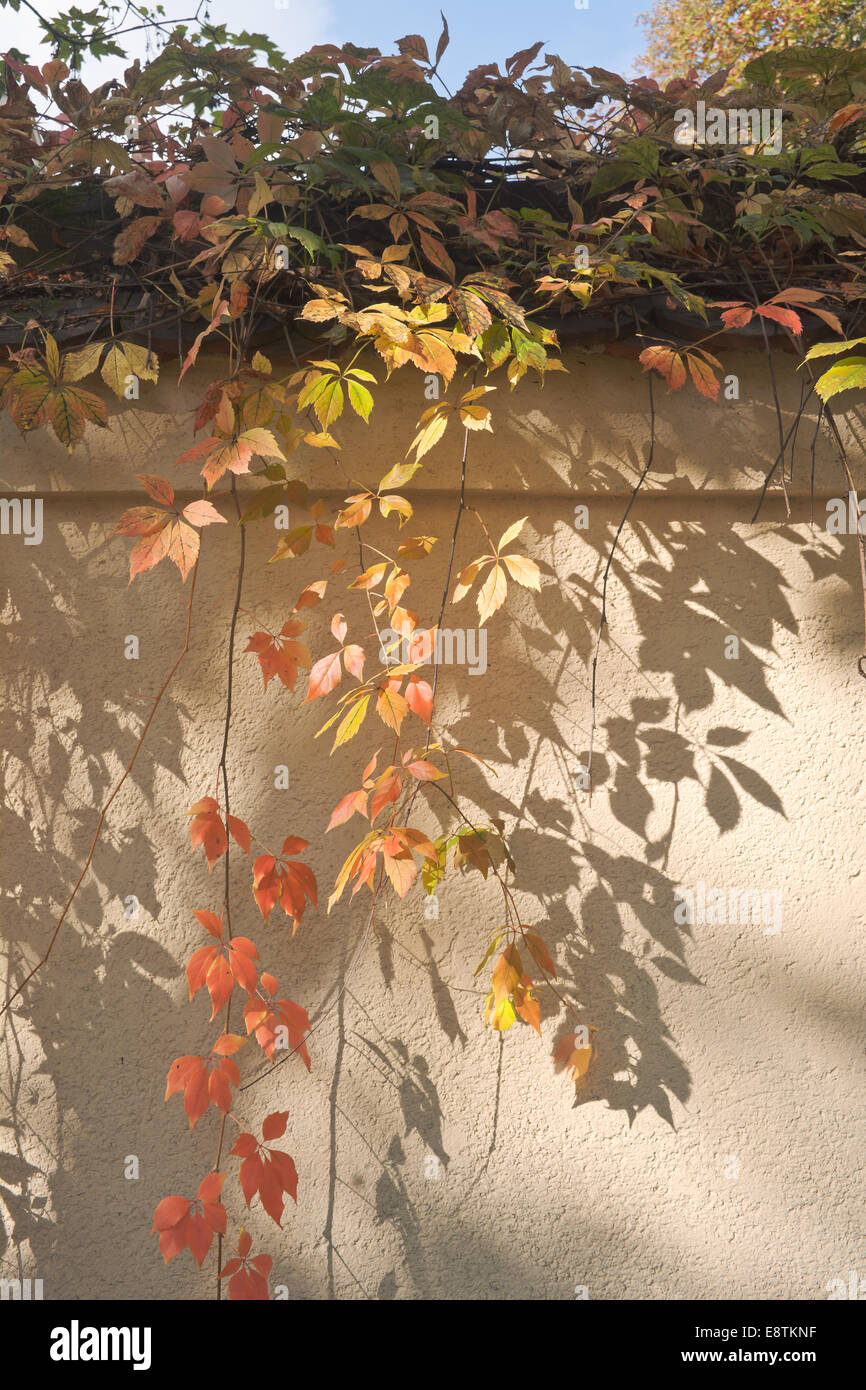 Les feuilles colorés contre un mur sur une journée ensoleillée d'automne Banque D'Images