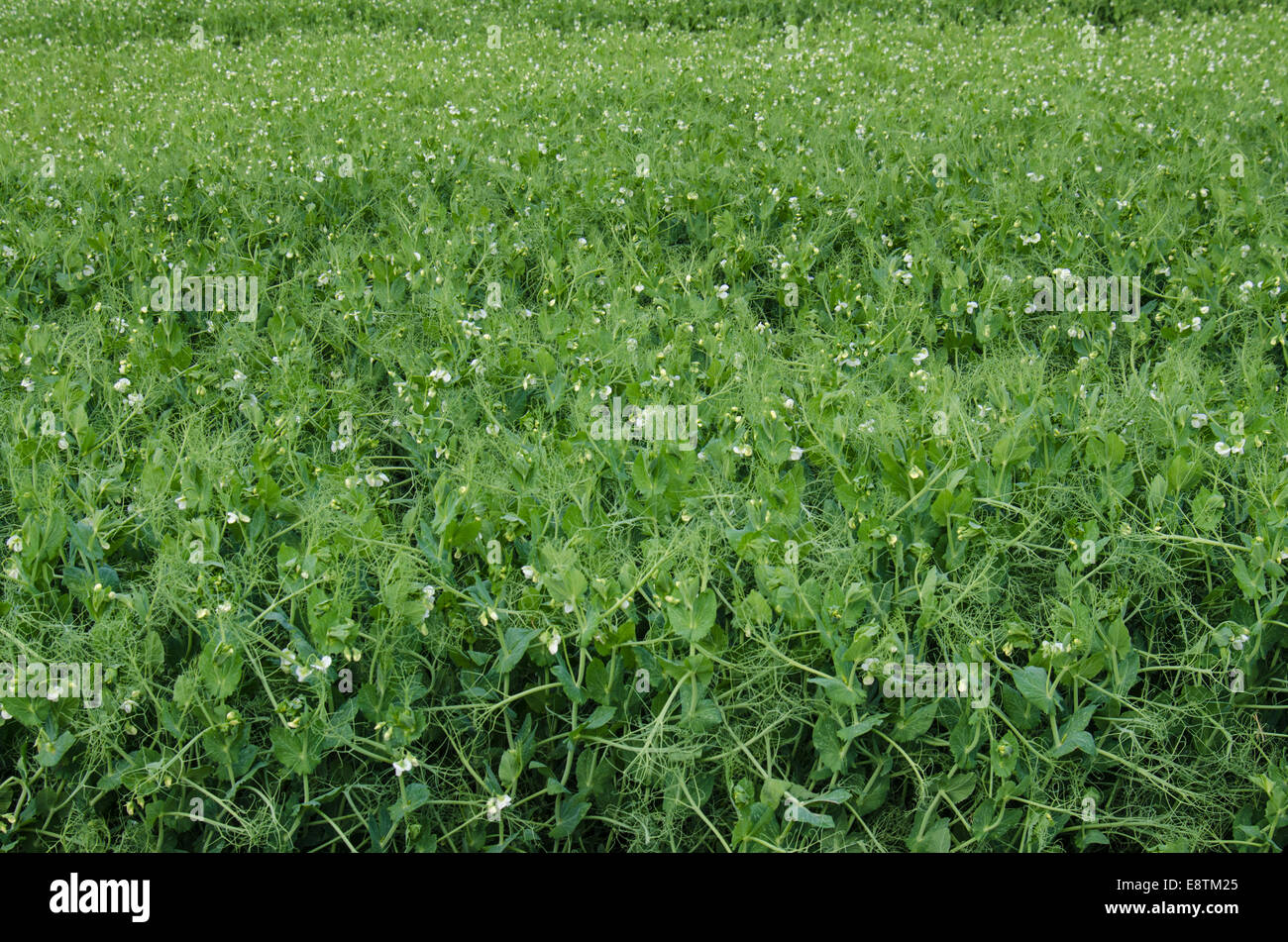 Grandes cultures de pois cultivés Banque D'Images