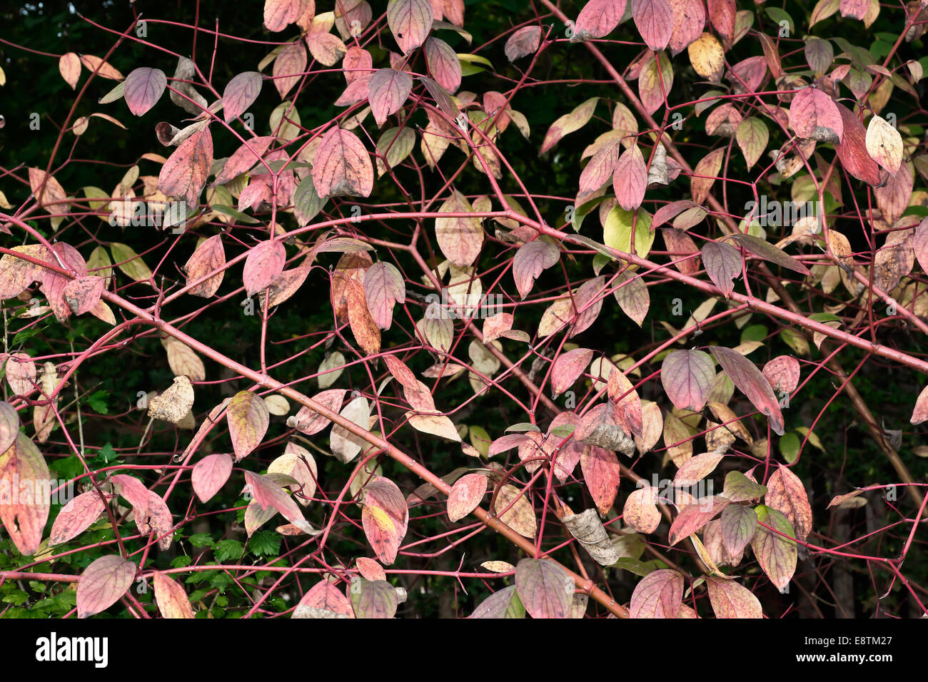 Les feuilles colorés sur une journée ensoleillée d'automne Banque D'Images