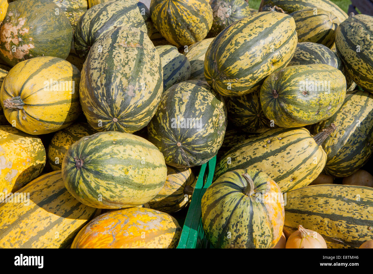 Courge spaghetti, (Cucurbita pepo) Banque D'Images