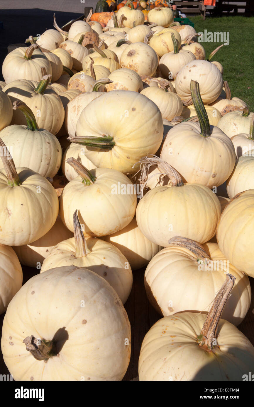 Citrouille, Blanc (Cucurbita maxima), weißer Speisekürbis, Banque D'Images