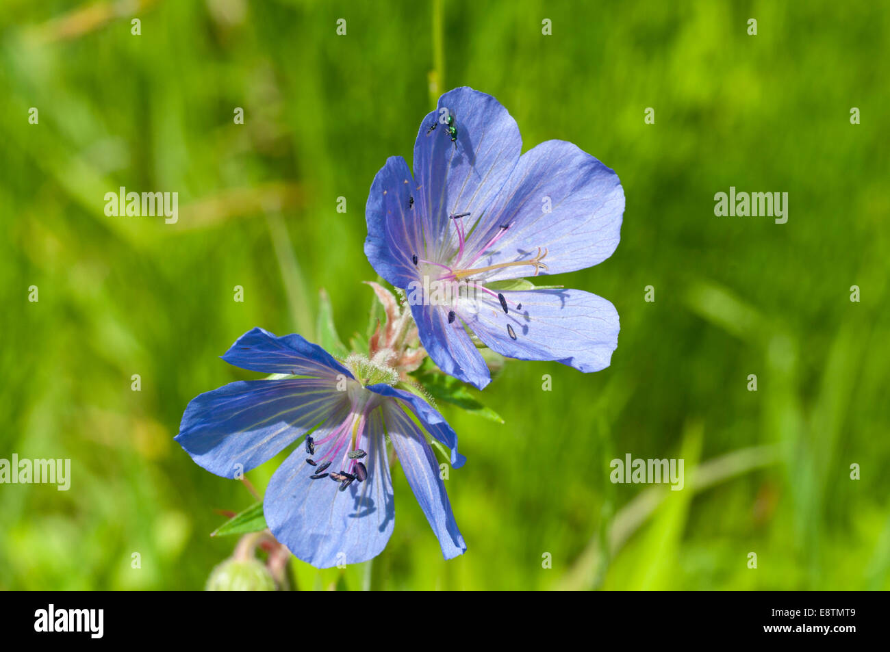 Deux fleurs de la prairie Cranes-Loi sur fond vert Banque D'Images