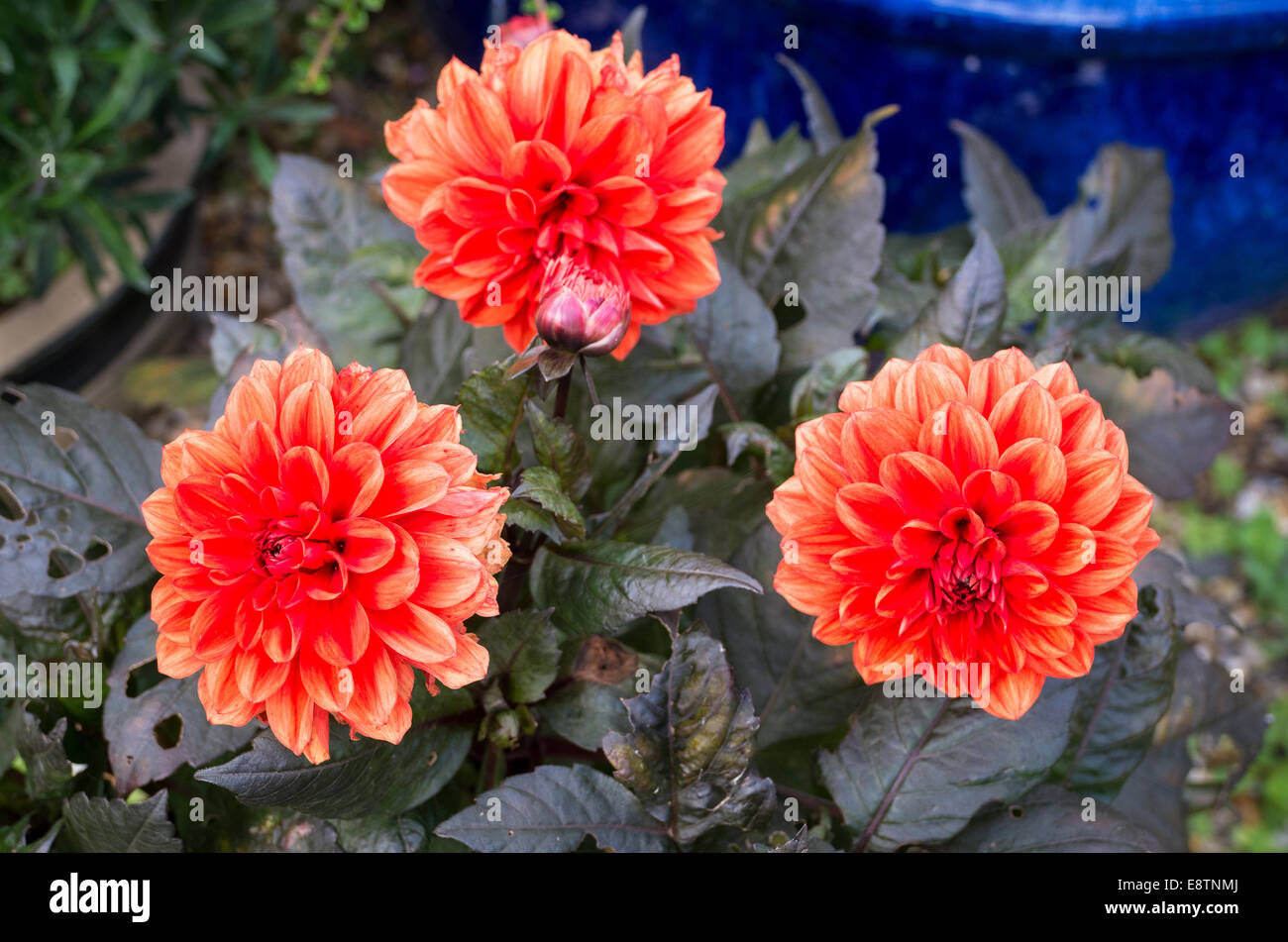 Dahlia Ellen Houston en fleur Banque D'Images