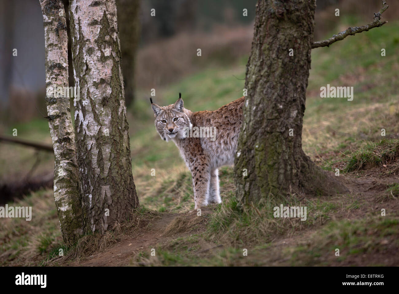 Le lynx, Lynx lynx ; Captive ; UK Banque D'Images