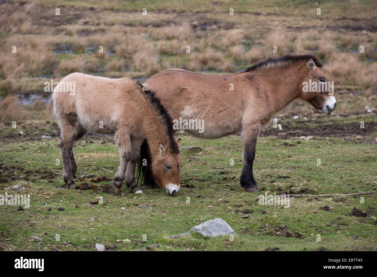 Chevaux sauvages de Przewalski ; Equus ferus przewalskii ; Captive ; UK Banque D'Images