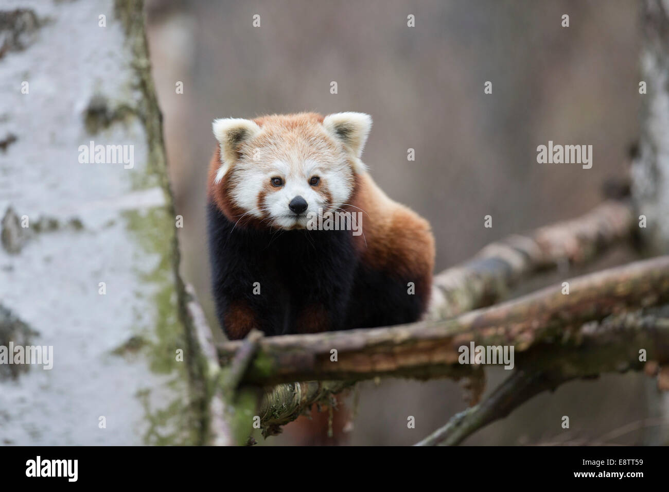 Le panda rouge ; Ailurus fulgens ; Captive ; UK Banque D'Images