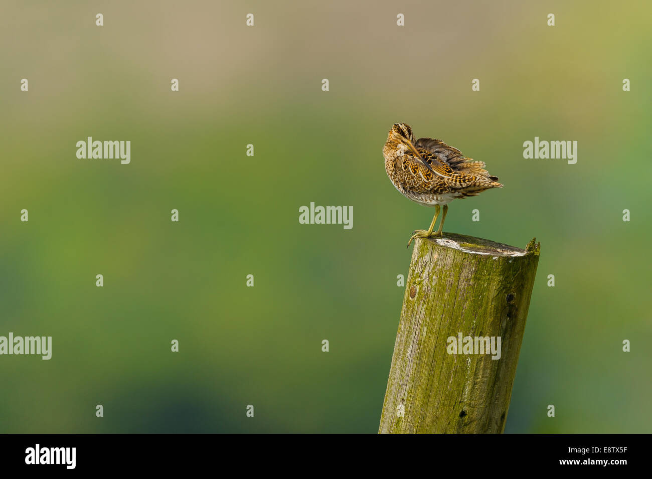 Un Snipe preens ses plumes des ailes en bois sur un post sur le North York Moors. Banque D'Images