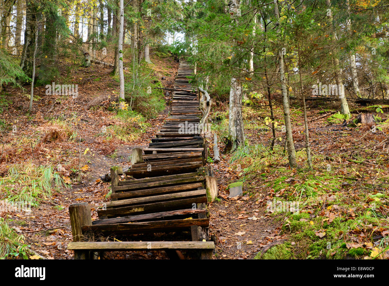 Vieux escaliers de bois dans la forêt Banque D'Images
