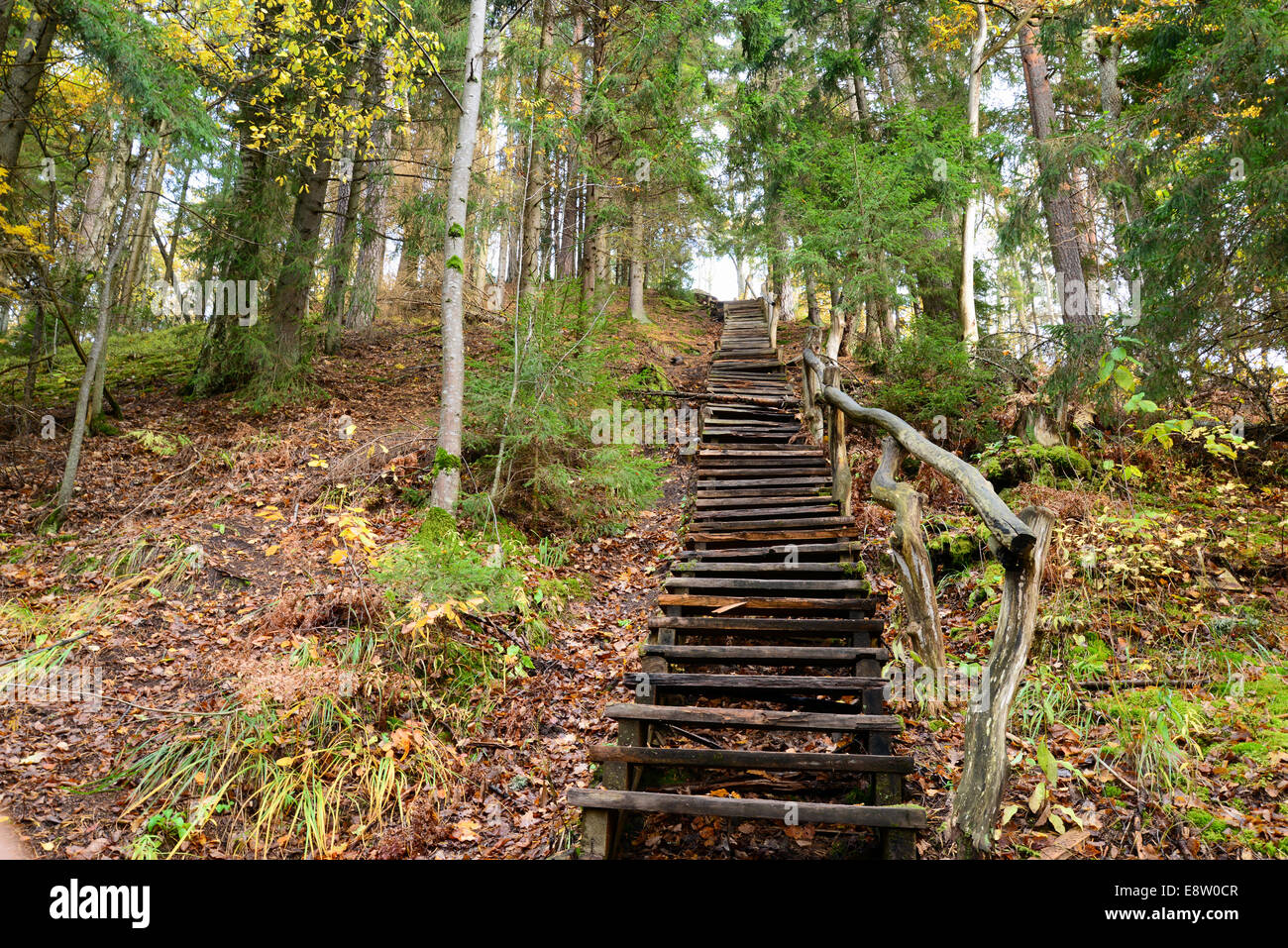 Vieux escaliers de bois dans la forêt Banque D'Images